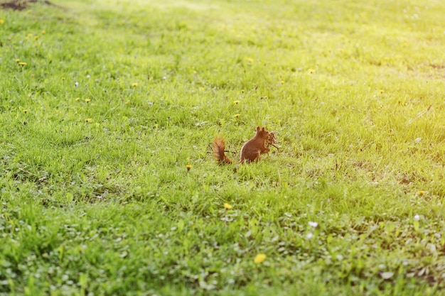 Kleines flauschiges Eichhörnchen