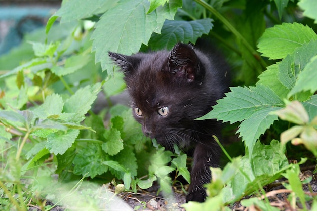 kleines flauschiges kätzchen, das im garten spielt