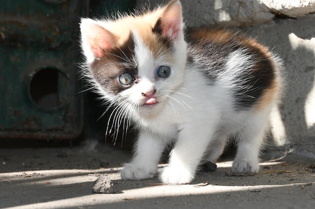 kleines flauschiges kätzchen leckt lippen