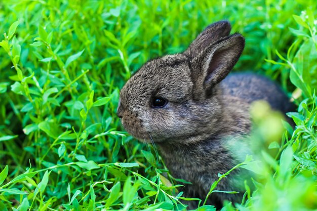 Kleines flauschiges Kaninchen, das im grünen Gras lauert. Kleines Häschen auf der Wiese