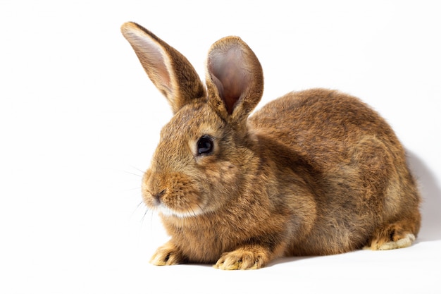 Kleines flauschiges rotes Kaninchen lokalisiert auf weißer Wand. Hase für Nahaufnahme. Rotes lebendes Kaninchen auf einer weißen Wand