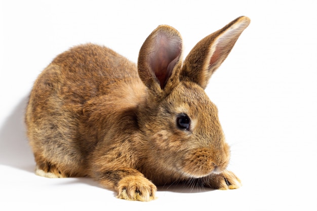 Kleines flauschiges rotes Kaninchen lokalisiert auf weißer Wand. Hase für Nahaufnahme. Rotes lebendes Kaninchen auf einer weißen Wand