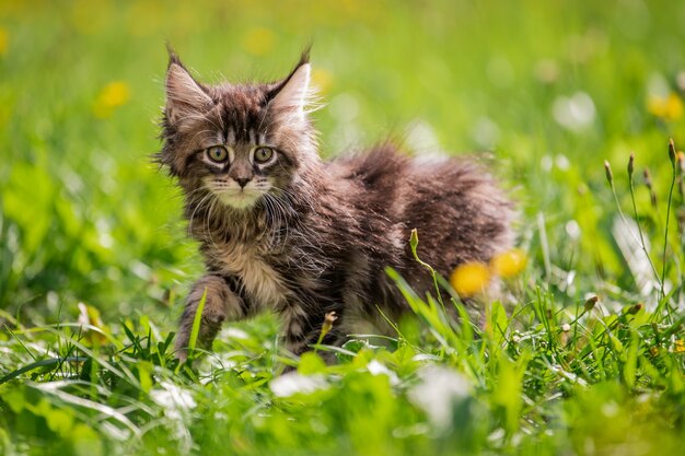 Kleines flauschiges verspieltes grau getigertes Maine Coon-Kätzchen geht auf grünem Gras.