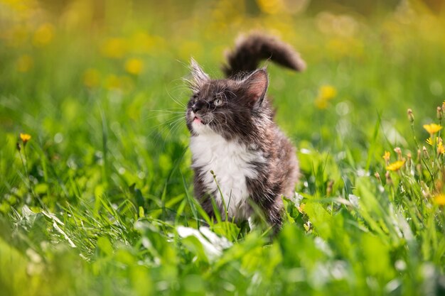 Kleines flauschiges verspieltes graues Maine Coon-Kätzchen mit weißer Brust geht auf dem grünen Gras spazieren.