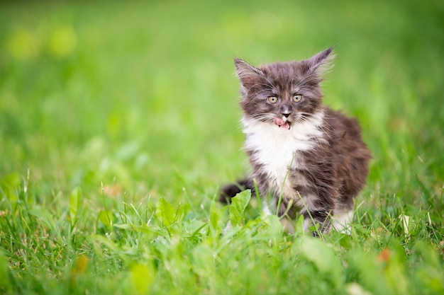 Kleines flauschiges verspieltes graues Maine Coon-Kätzchen mit weißer Brust geht auf dem grünen Gras spazieren.