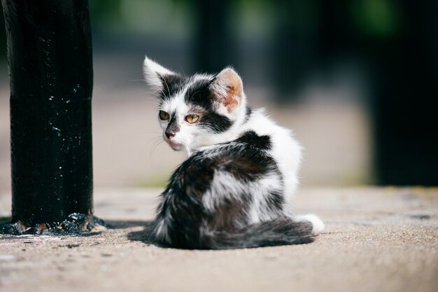 Kleines flüchtiges städtisches obdachloses Kätzchen, das am Straßenrand an der Stadtbrücke sitzt und sich umschaut. Pelzige Landstreicher süße Katze im Freien. Verlorenes hungriges Haustier, das nach Haus und Nahrung sucht.