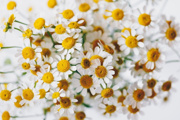 Kleines Gänseblümchen blüht Blumenstrauß über Weiß Soft Focus Draufsicht Nahaufnahme Zusammensetzung Kopieren Sie Platz