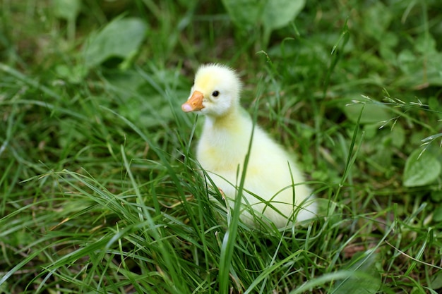 Kleines gelbes Entlein im Freien auf grünem Gras