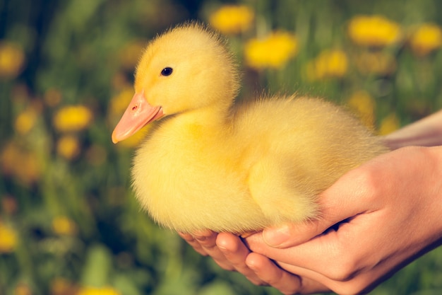 Kleines gelbes Entlein im grünen Gras