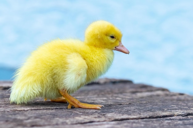 Kleines gelbes, flauschiges Entlein auf einer Holzoberfläche im Garten