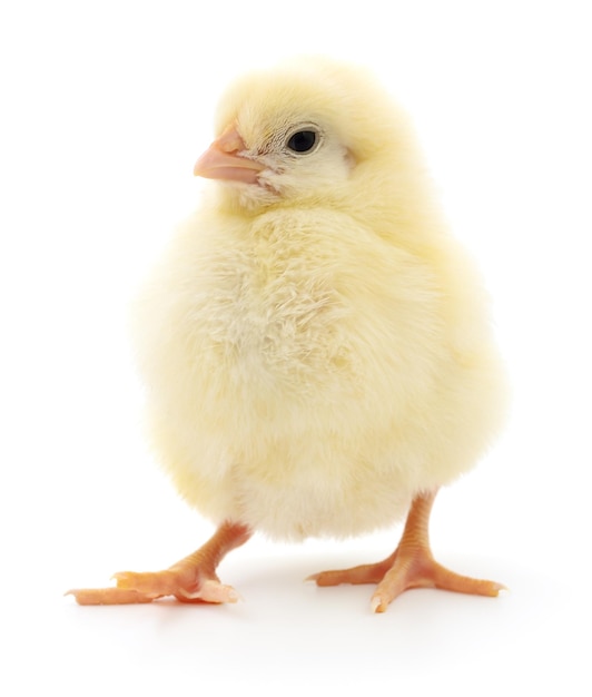 Kleines gelbes Huhn isoliert auf weißem Hintergrund