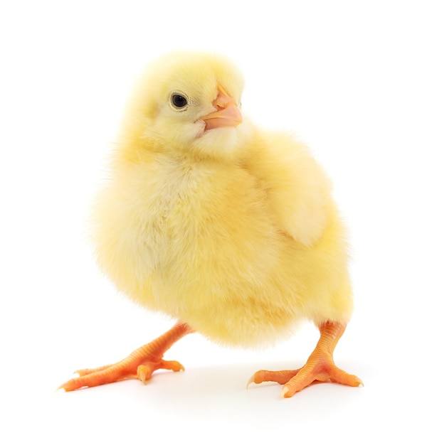 Kleines gelbes Huhn, isoliert auf weißem Hintergrund