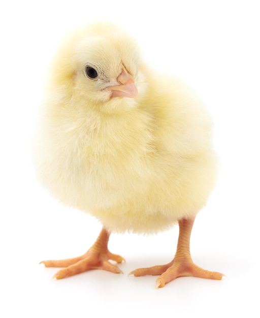 Kleines gelbes Huhn