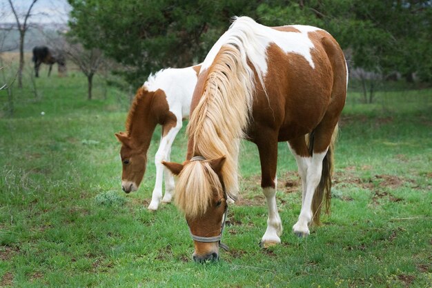 Kleines geschecktes Ponyfohlen, das sich neben seiner Mutter auf dem Waldrasen vergnügt