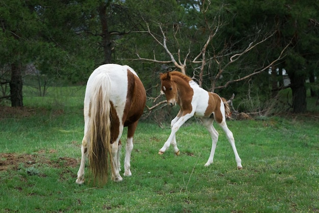 Kleines geschecktes Ponyfohlen, das sich neben seiner Mutter auf dem Waldrasen vergnügt