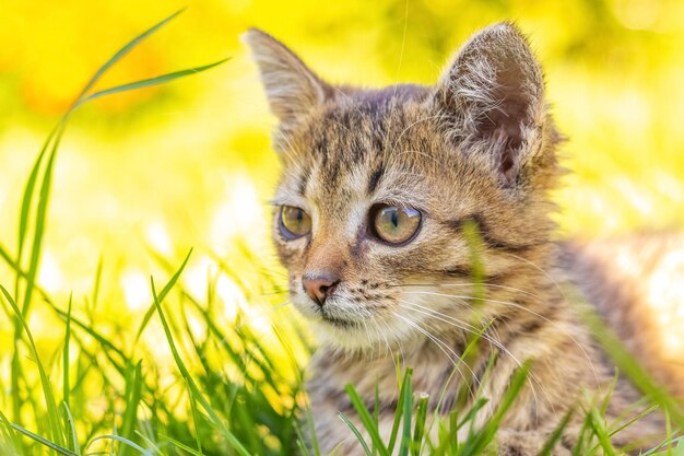 Kleines gestreiftes Kätzchen, das an einem sonnigen Tag im Gras sitzt