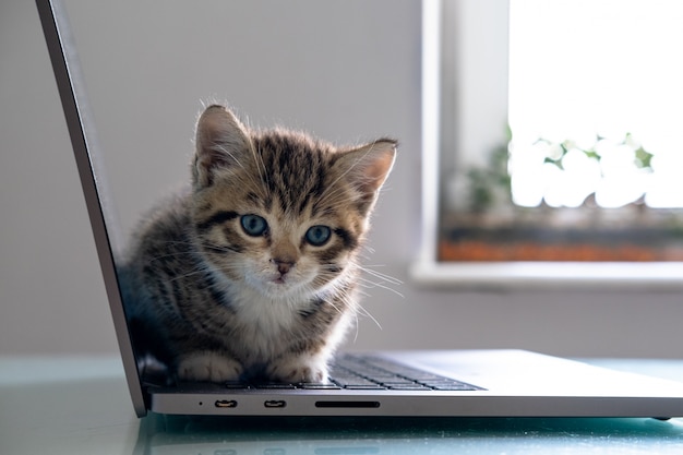 Kleines gestreiftes Kätzchen, das auf Laptop-Tastatur sitzt und zu Hause Draufsicht schaut. Copyspace. Freiberufliche Online-Arbeit und Ausbildung