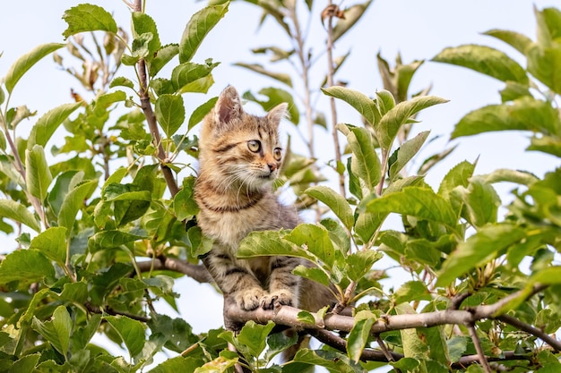 Kleines gestreiftes Kätzchen hoch oben in einem Baum