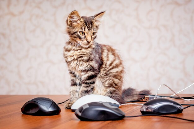 Foto kleines gestreiftes kätzchen nahe computermäusen. viel arbeit im büro.