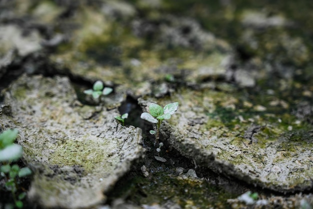 Kleines Gras, das aus dem Riss im Boden wächst