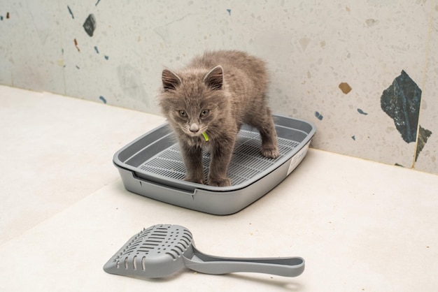 Kleines graues Kätzchen auf der Katzenstreu