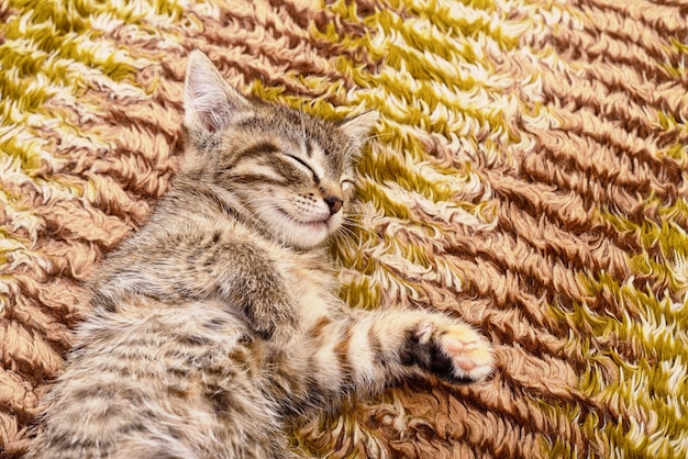 Kleines graues Kätzchen, das auf Textil dargestellt