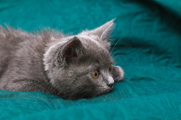 Kleines graues Kätzchen mit gelben Augen langhaarig süß eine Katze