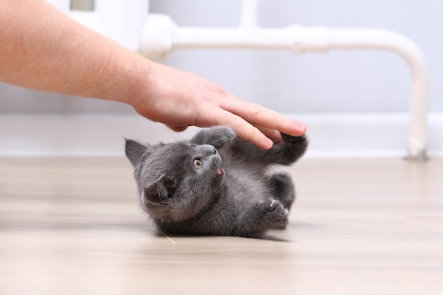 Kleines graues Kätzchen spielt mit den Händen Katzenkratzer und beißt sich in die Finger