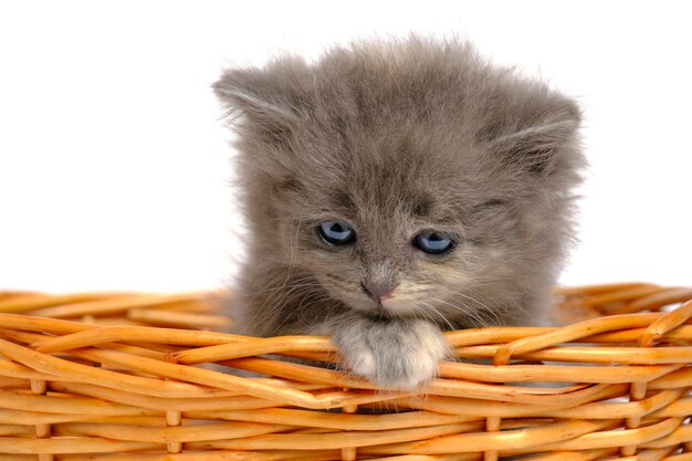 Kleines graues und flauschiges Kätzchen schaut aus dem Korb auf weißem Hintergrund