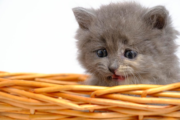 Kleines graues und flauschiges Kätzchen schaut aus dem Korb auf weißem Hintergrund