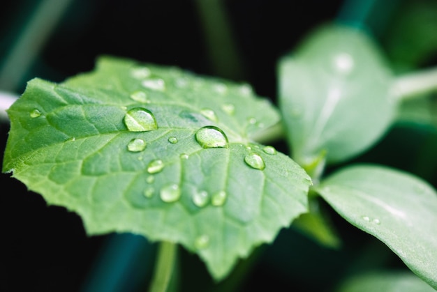 Kleines grünes Blatt der Kürbispflanze mit Wassertropfen, die Gemüsesämlinge drinnen wässern