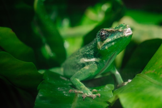 Kleines grünes Chamäleon auf einem Palmblatt Green Park in der Stadt