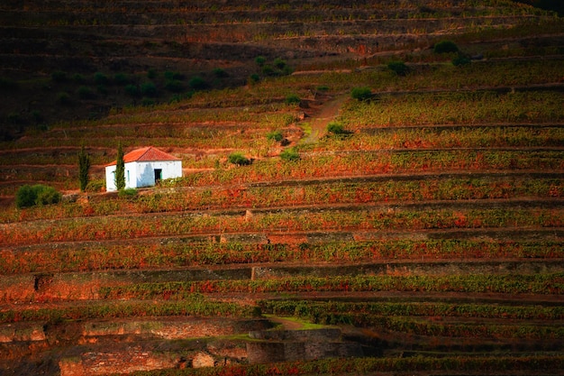 Kleines Haus in den Weinbergen im Flusstal des Douro, Portugal. Portugiesische Weinregion. Schöne Herbstlandschaft