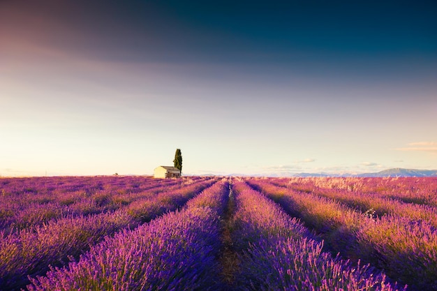 Kleines Haus in Lavendelfeldern bei Sonnenuntergang in der Nähe von Valensole, Provence, Frankreich. Schöne Sommerlandschaft.