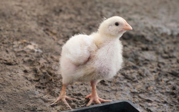 Kleines Huhn auf dem Bauernhof, Konzept für gesunde Produkte.