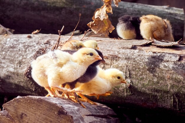 Kleines Huhn auf dem Hof.