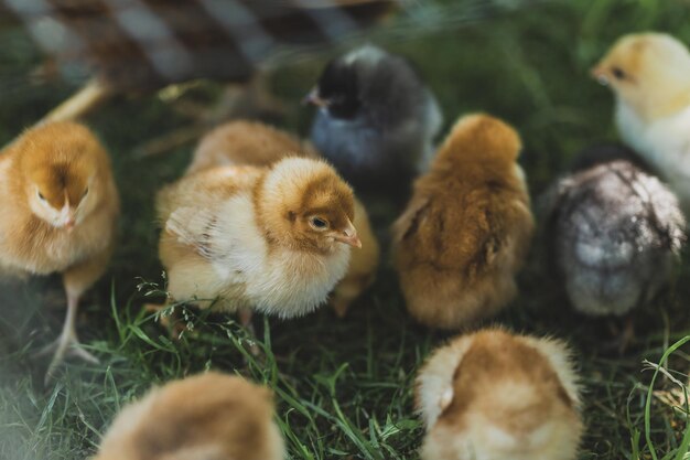 Kleines Huhn auf einem grünen Gras auf einem Bio-Bauernhof