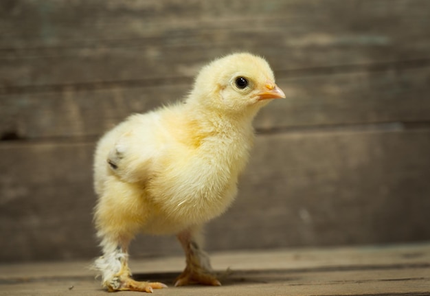 Kleines Huhn auf Holzbrettern