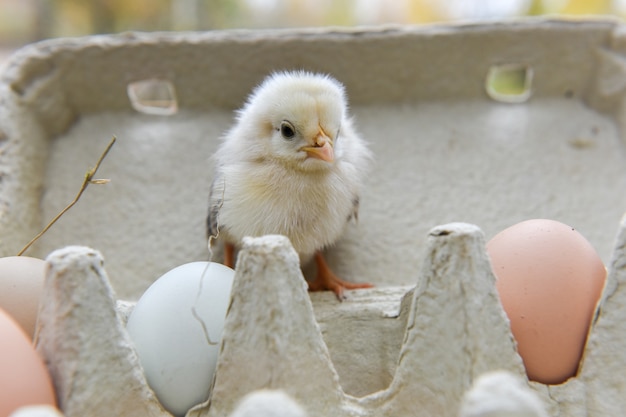 Foto kleines huhn im eierkarton mit eiern