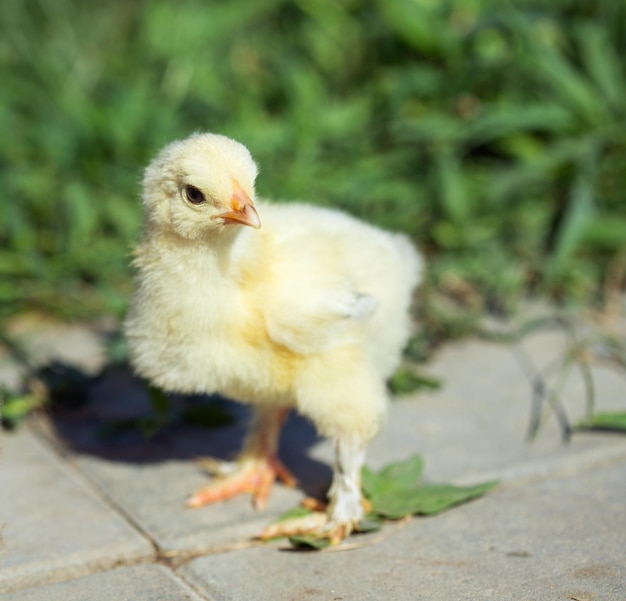 Foto kleines huhn im gras