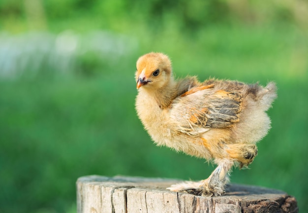 Kleines Huhn im Gras