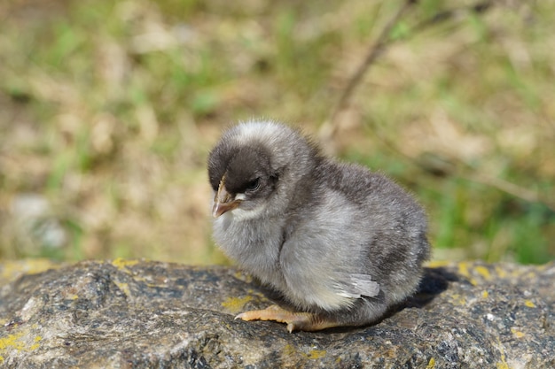 Kleines Huhn sitzt auf einem Baumstamm