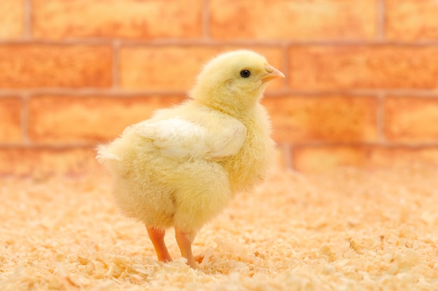 kleines Huhn sitzt draußen