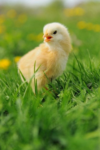 Foto kleines huhn und ei auf dem gras