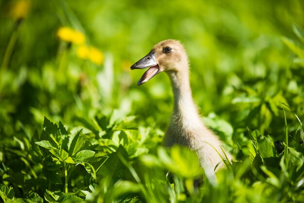 Kleines inländisches graues Entlein, das im grünen Gras sitzt