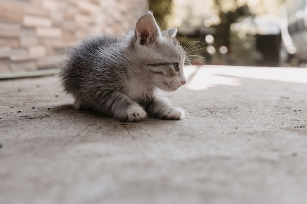 Kleines Kätzchen, das auf der Straße spielt Neugieriges kleines Tabby-Kätzchen, das wegschaut Süßes Kätzchen im Freien