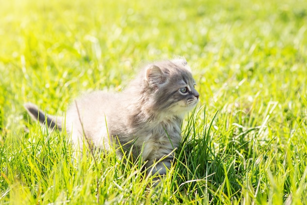 Kleines Kätzchen im Freien. Kleine Katze, die im grünen Gras spazieren geht