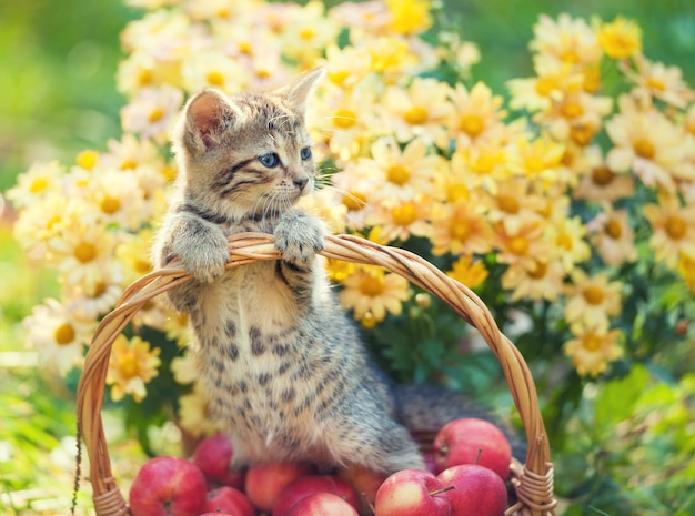 Kleines Kätzchen in einem Korb mit roten Äpfeln