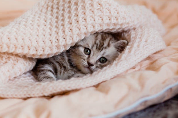 Kleines Kätzchen in einen beigefarbenen Strickschal gehüllt. Warenladen für Katzen.