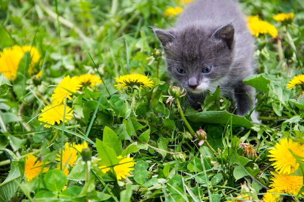 Kleines Kätzchen in gelben Löwenzahnblüten. Junge Katze auf grüner Wiese